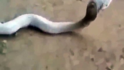 VIRAL Video ULAR KOBRA yang Mengeluarkan 6 Telur lewat Mulutnya - FunVideos