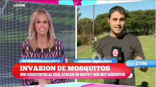Invasión de mosquitos ¿Cómo los combate la gente?