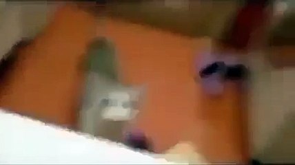 Gatinho herói tenta salvar a dona de se afogar na banheira.