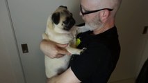 Don't Kiss This Pug!