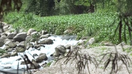 Inundación de lechuga ahoga el Rio Chamelecon