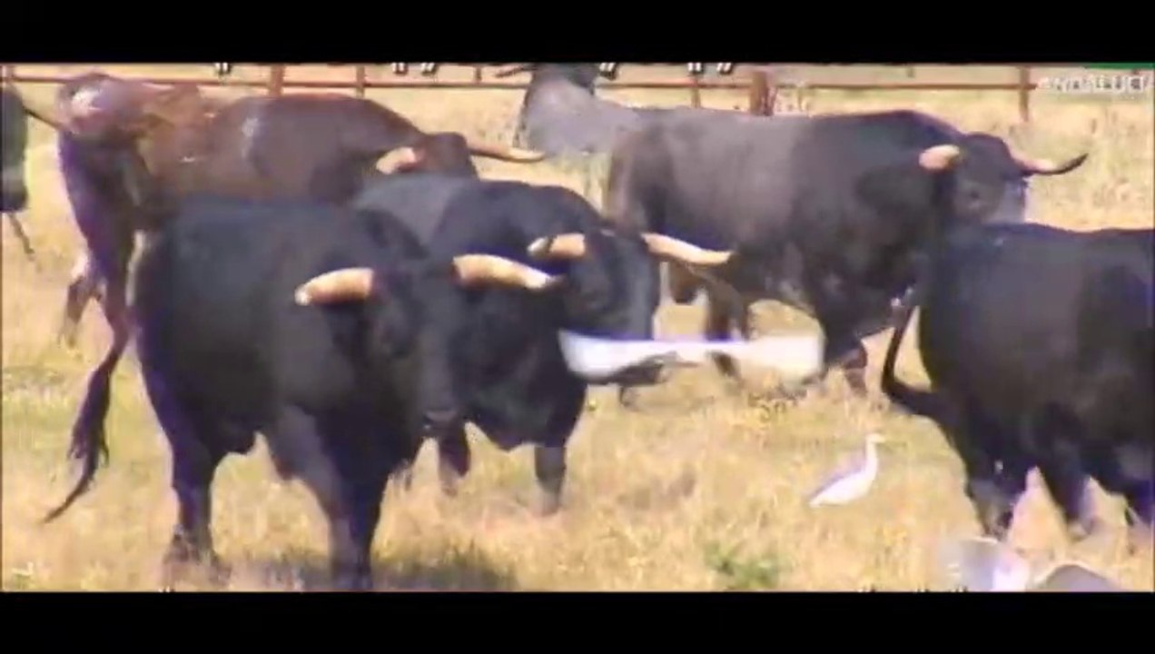 Miuras Para Hoy, Los Toros De Sevilla bullfighting festival Crazy bull attack people #317