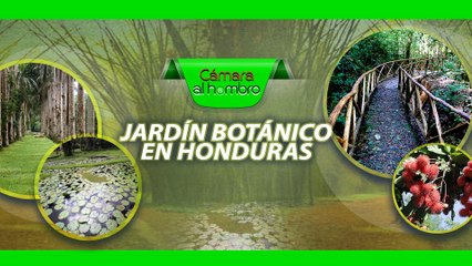 Cámara al Hombro - Jardín Botánico Lancetilla en Honduras