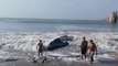 Volunteers Rescue a Whale that Beached Itself on the Shores of  Ensenada de la Ventosa