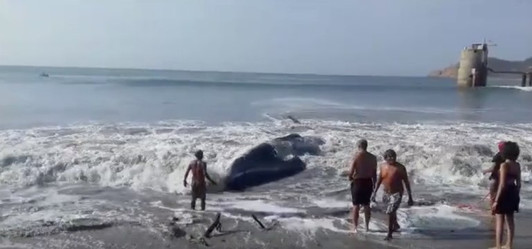 Volunteers Rescue a Whale that Beached Itself on the Shores of Ensenada de la Ventosa