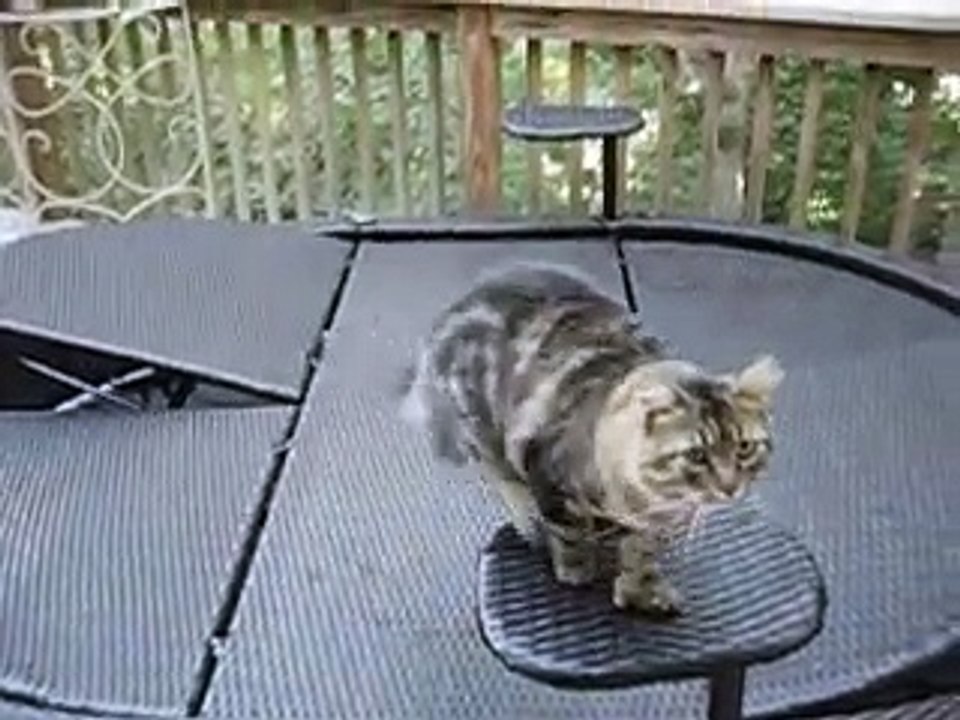 Personne ne voulait de ce chat à six orteils...