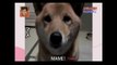 This Dog Got Us Laughing out Load When Her Human Asks Her to Bark Softly!