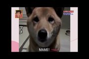 This Dog Got Us Laughing out Load When Her Human Asks Her to Bark Softly!