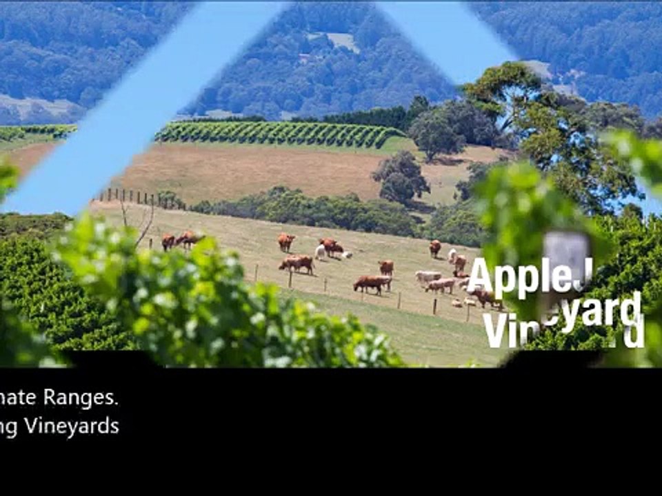 Giant Steps Wines