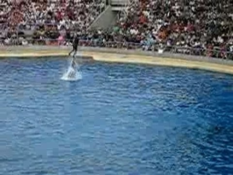 2 dauphins du marineland