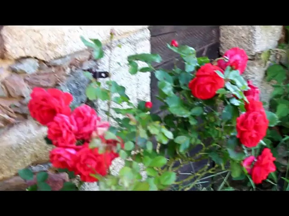 Centre de retraite pour chevaux et poneys.