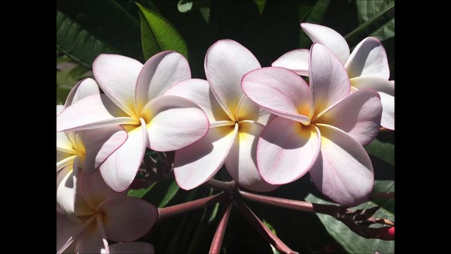 Aloha Thai Massage - (808) 856-5889