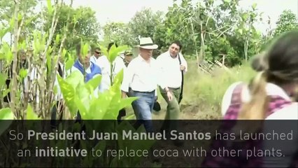 Colombia launches initiative to end coca production