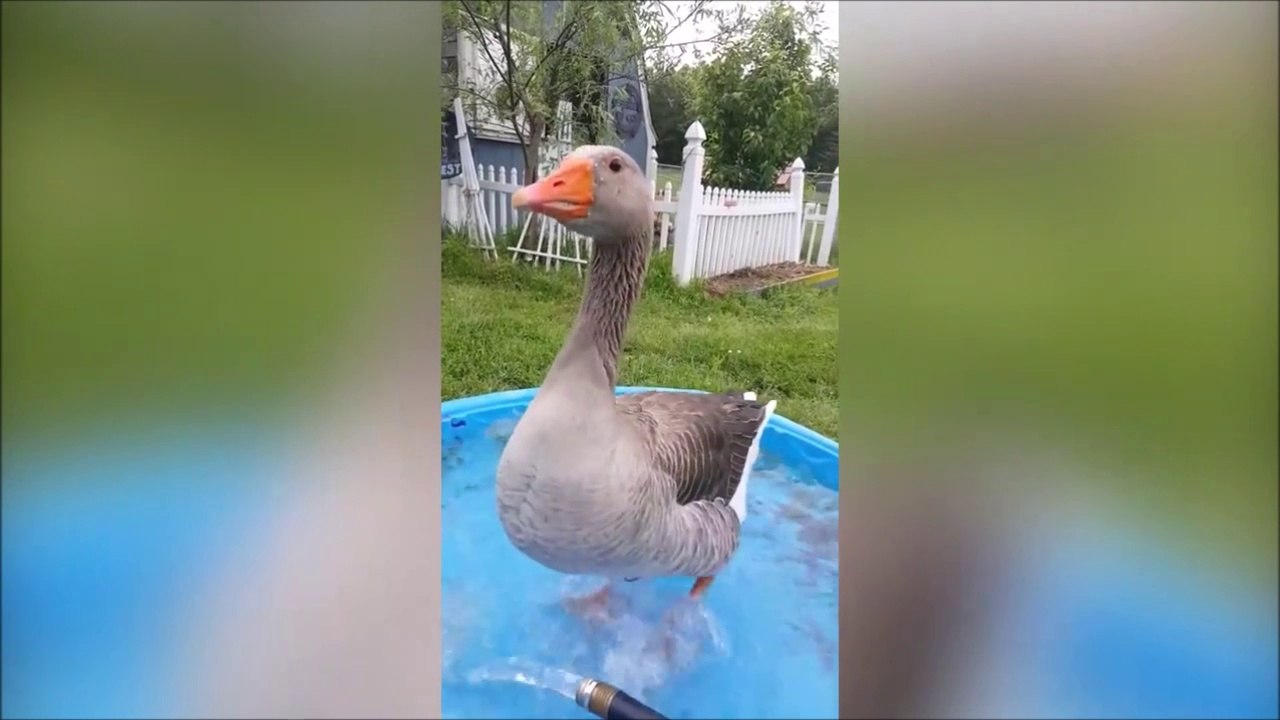 Mieux que la danse des canards, voici la danse des oies... ahaha