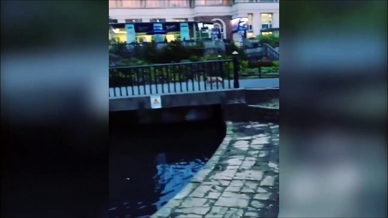 Ce chien idiot se jette à l'eau pour chopper un canard... FAIL