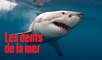 15 requins blancs nagent près des côtes californiennes