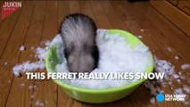 Ferret flips out at the sight of snow--JXFQBaiRP8