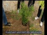 إسرائيل تزرع شجرة الغرقد لحماية اليهود كما قال الرسول Video