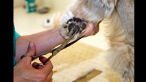 Pampered Pets Grooming and Resort - (918) 786-4866