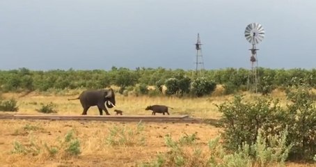 Baby Buffalo Shows Elephant Who's Boss