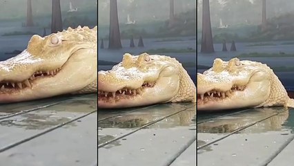 Alligator albinos