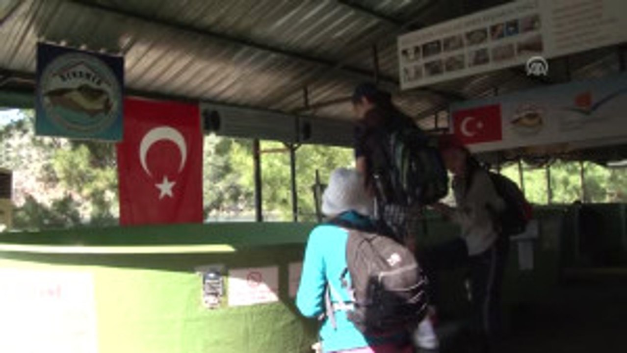 Olta Iğnesi ve Misina Yutan Caretta Carettaya Özel Ameliyat - Muğla