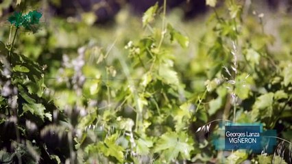 Le Déclin de la Vigne Contemporaine Marc Birebent Georges Lanza SD360