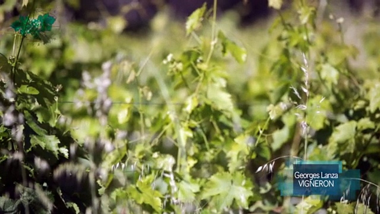 Le Déclin de la Vigne Contemporaine Marc Birebent Georges Lanza SD360