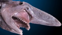 The Goblin Shark that inspired ALIEN COVENANT