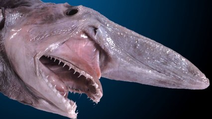 The Goblin Shark that inspired ALIEN COVENANT