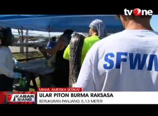 Penemuan Ular Piton Burma Raksasa Sepanjang 5 Meter
