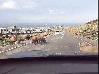 bu koç dehşet arabaya bile kafa attı