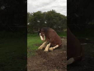 Itchy Horse Needs a Good Scratch