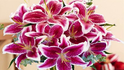 14 Lily Varieties to Grace Your Garden