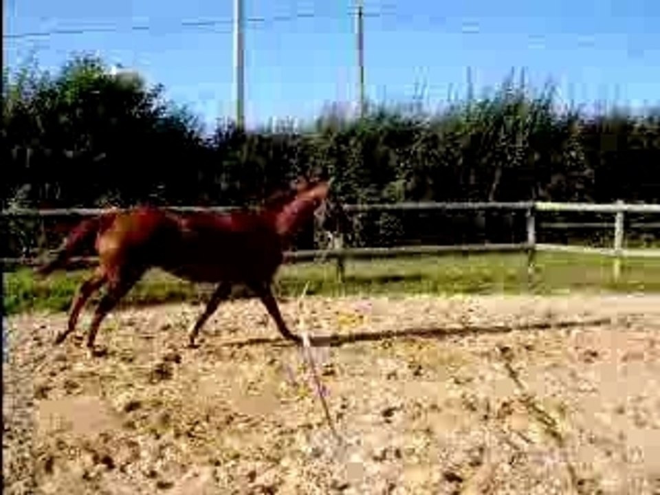 OTN longe vertical a droite