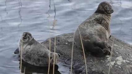 هذا الصباح- حملة لإنقاذ فصيلة من فقمات المياه العذبة