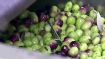 Climate change threatens Tunisia olive farming