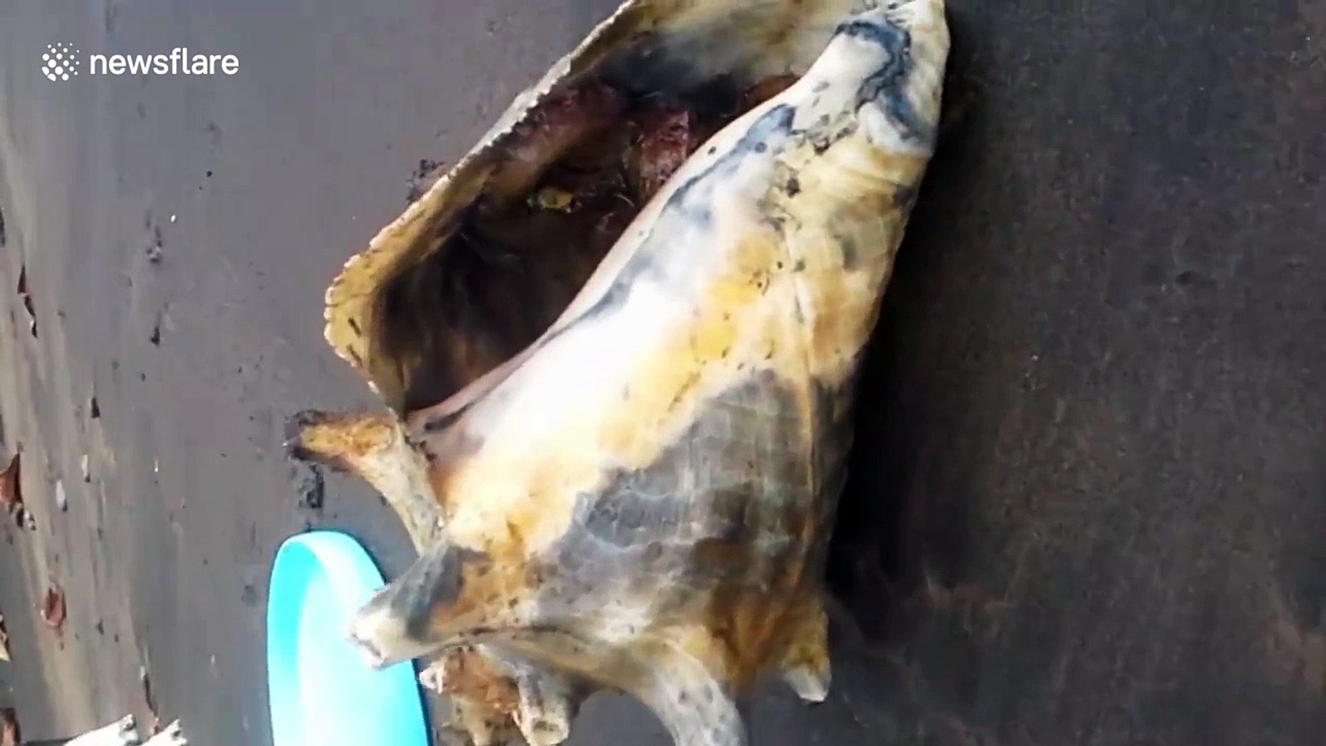 ⁣Sneaky octopus emerges from shell