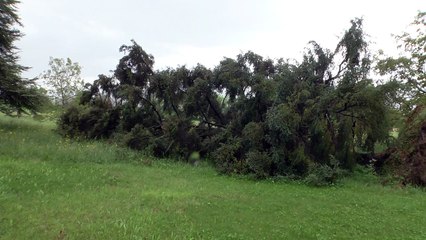 D!CI TV : Gap : La vidéo impressionnante d'un arbre tombé au chemin de l'oratoire