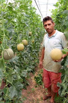 Kumluca Domates Üreticisi Kavuna Yöneldi- Yeniden