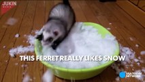 Ferret flips out at the sight of snow--JXFQBaiRP8