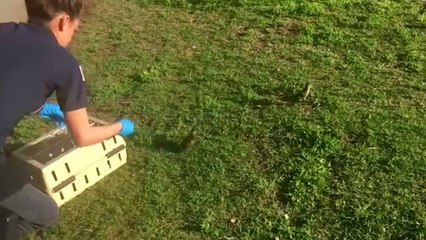 Baby Ducklings Rescued From Storm Drain In Washington D.C.