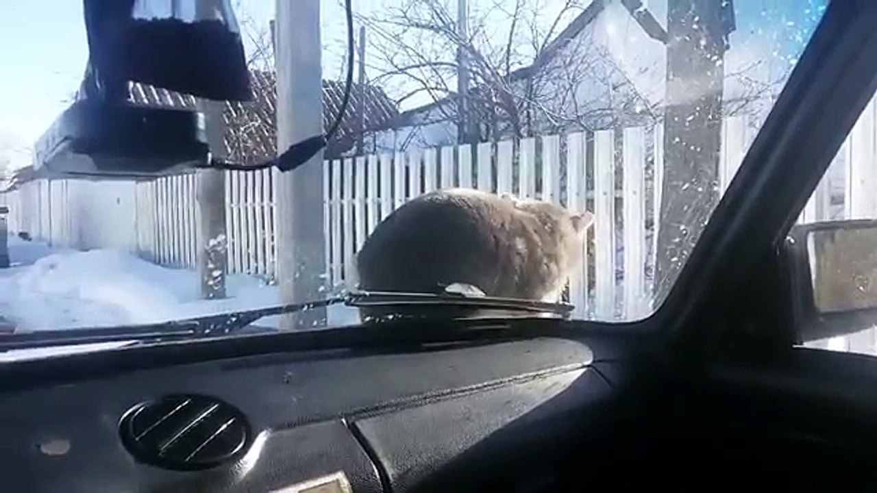 Un chat installé sur un capot fait quelque chose de trop drôle