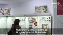 Cannabis museum celebrates legal weed in Uruguay[1]ss