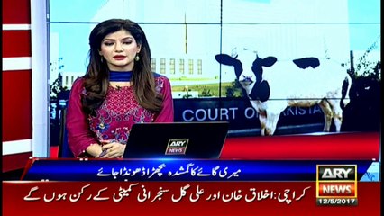 Woman approaches Supreme Court in search of her calf