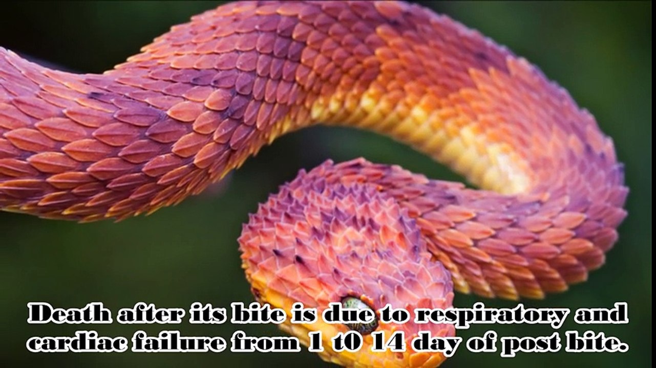 Top 10 Most Dangerous Snakes In The World - YouTube