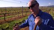 Climate change battle heats up for Australian winemakers