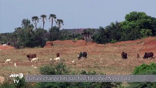 Climate change hits parched, famished Niger hard