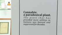 Cannabis museum celebrates legal weed in Uruguay[1]