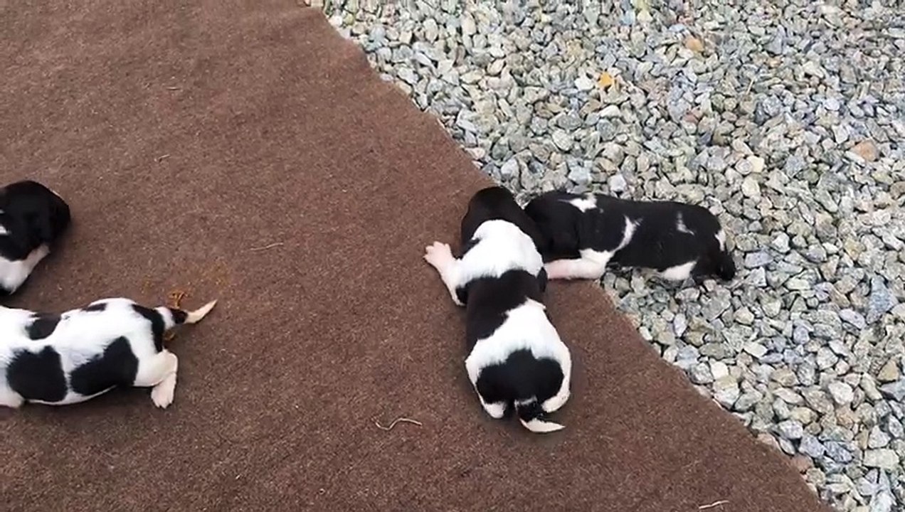 KlM F-Wurf von der Wallmühle 11.05.2017